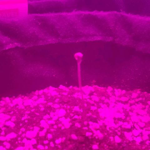Tutan growlog photo: Adicionado água 
