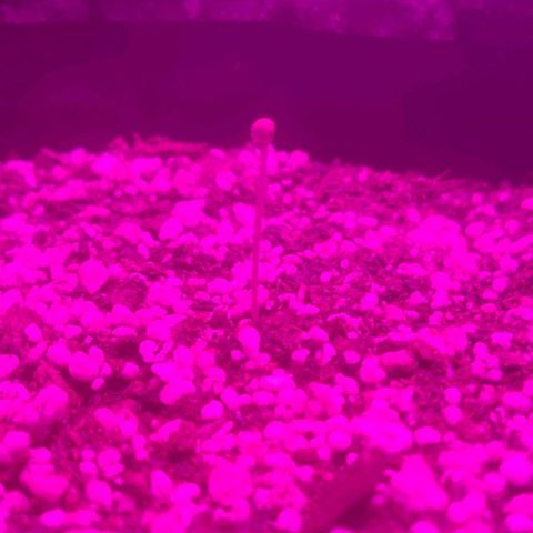 Tutan growlog photo: Adicionado água 