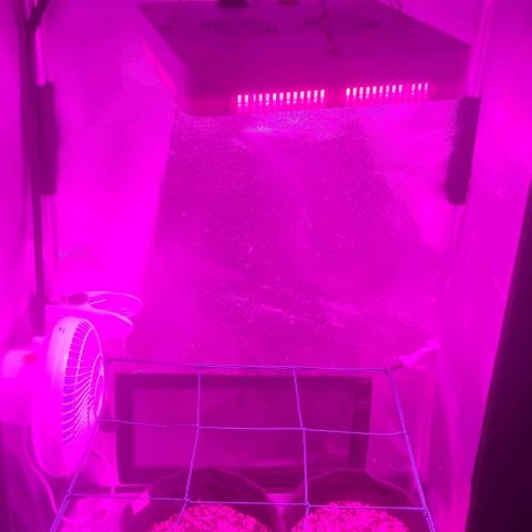Tutan growlog photo: Adicionado água 