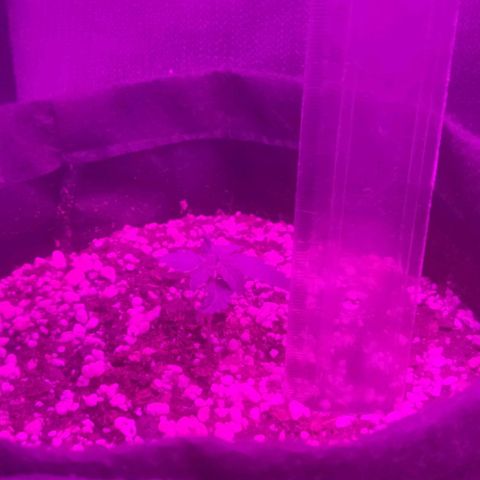 Tutan growlog photo: Adicionado água 100ml em cada vaso ao redor. 
