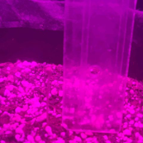Tutan growlog photo: Adicionado água 100ml em cada vaso ao redor. 
