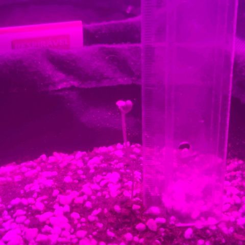 Tutan growlog photo: Adicionado água 100ml em cada vaso ao redor. 
