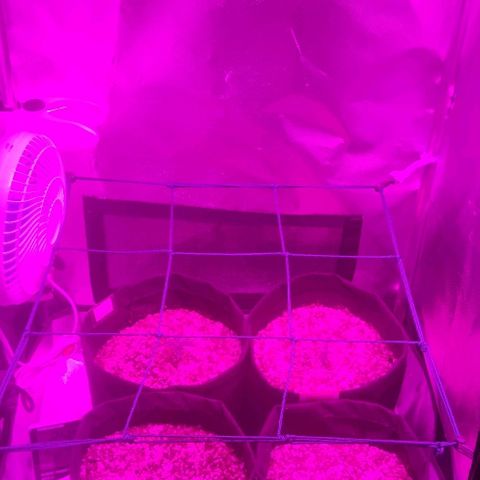 Tutan growlog photo: Adicionado água 100ml em cada vaso ao redor. 
