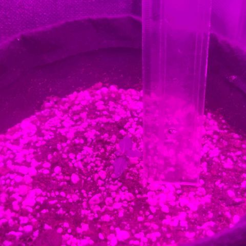 Tutan growlog photo: Adicionado água 100ml em cada vaso ao redor. 
