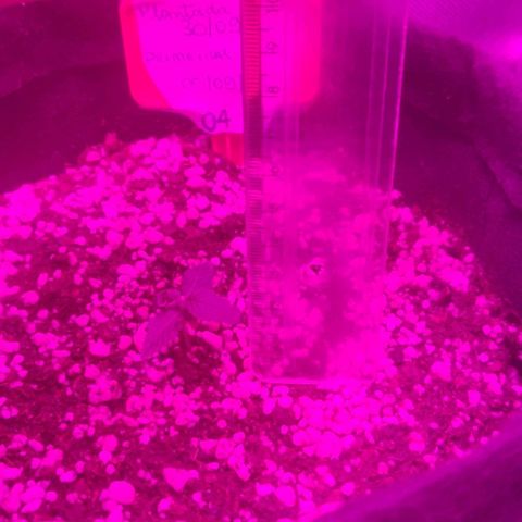 Tutan growlog photo: Hoje o vaso 01 caiu a casca.
Todas as sementes estão crescendo. 