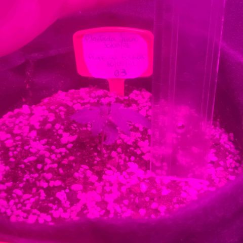 Tutan growlog photo: Hoje o vaso 01 caiu a casca.
Todas as sementes estão crescendo. 