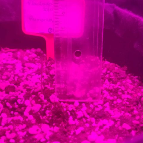 Tutan growlog photo: Hoje o vaso 01 caiu a casca.
Todas as sementes estão crescendo. 