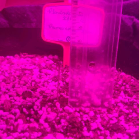 Tutan growlog photo: Em crescimento 