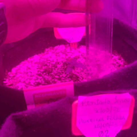 Tutan growlog photo: Em crescimento 