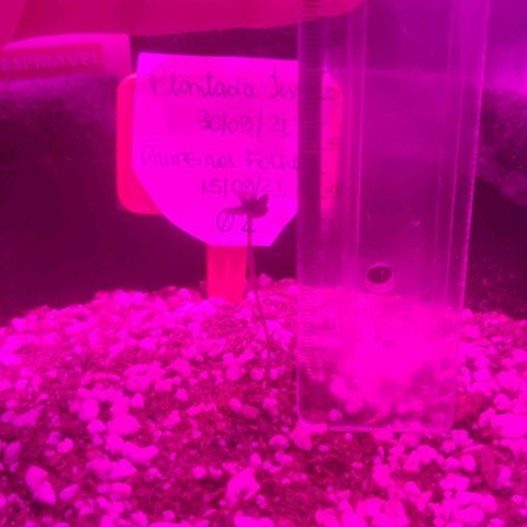 Tutan growlog photo: Em crescimento 