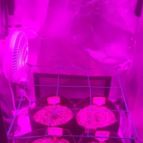 Tutan growlog photo: Em crescimento 