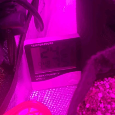 Tutan growlog photo: Em crescimento 