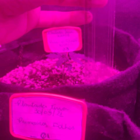 Tutan growlog photo: Em crescimento 