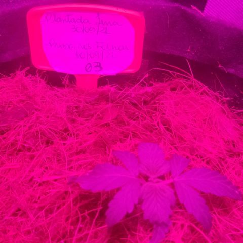 Tutan growlog photo: 02 semana vegetativo.
100ml por vaso com fertilizante biobizz Fish mix. 1ml/ltr