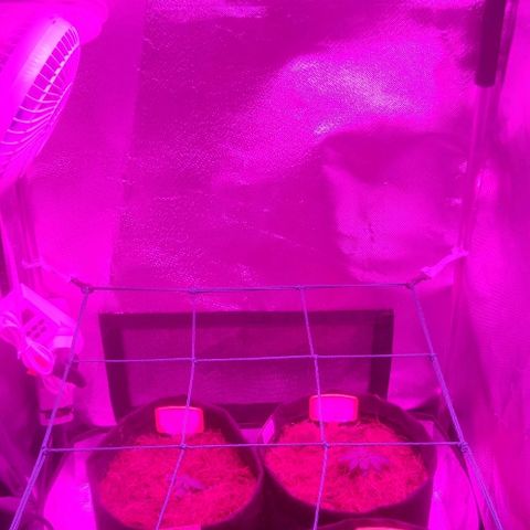Tutan growlog photo: 02 semana vegetativo.
100ml por vaso com fertilizante biobizz Fish mix. 1ml/ltr