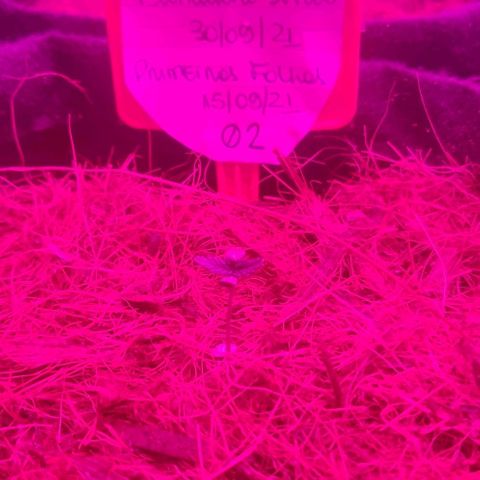 Tutan growlog photo: 02 semana vegetativo.
100ml por vaso com fertilizante biobizz Fish mix. 1ml/ltr
