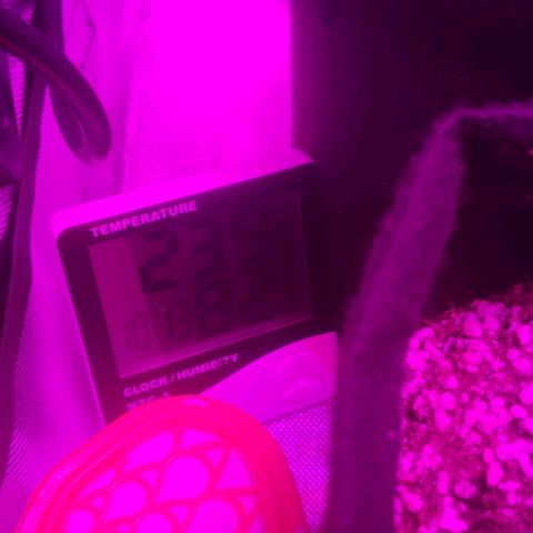 Tutan growlog photo: 02 semana vegetativo.
100ml por vaso com fertilizante biobizz Fish mix. 1ml/ltr