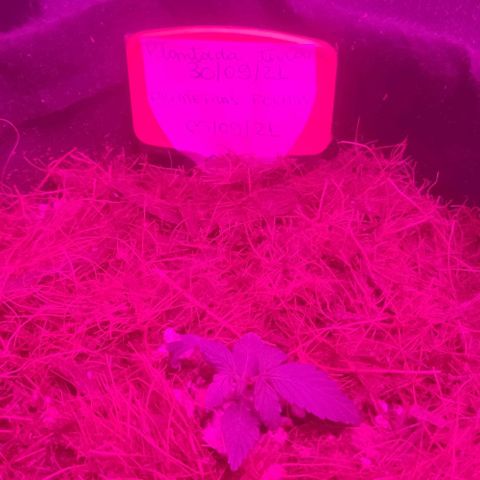 Tutan growlog photo: 02 semana vegetativo.
100ml por vaso com fertilizante biobizz Fish mix. 1ml/ltr