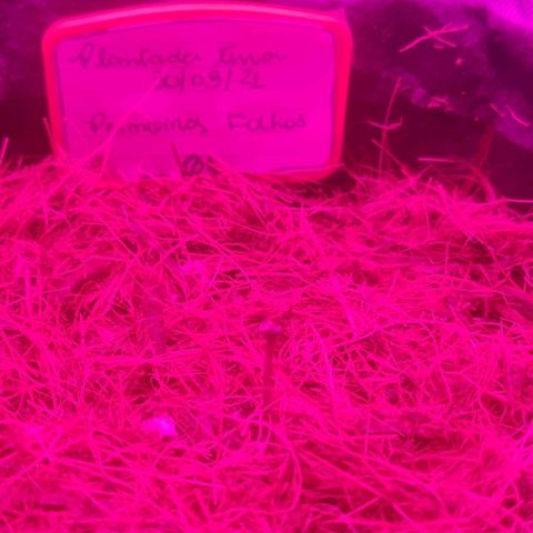 Tutan growlog photo: 02 semana vegetativo.
100ml por vaso com fertilizante biobizz Fish mix. 1ml/ltr