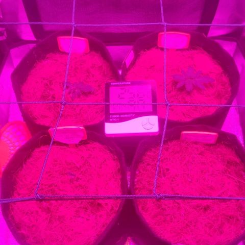 Tutan growlog photo: Evolução em 03 sementes.
Burrifado Fish-Mix pouco nas filhas 
E adicionado pouca água em casa vaso 