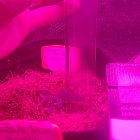 Tutan growlog photo: Evolução em 03 sementes.
Burrifado Fish-Mix pouco nas filhas 
E adicionado pouca água em casa vaso 