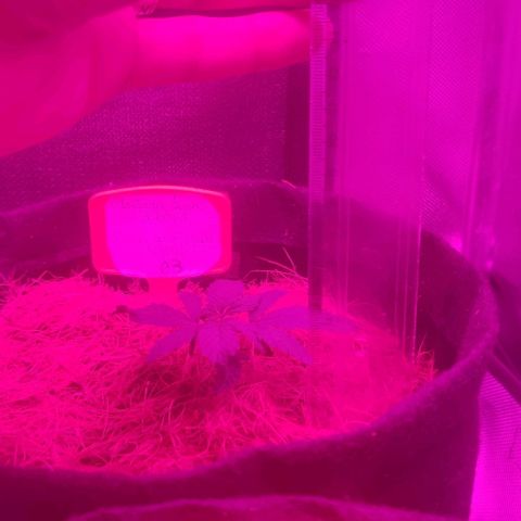Tutan growlog photo: Evolução em 03 sementes.
Burrifado Fish-Mix pouco nas filhas 
E adicionado pouca água em casa vaso 