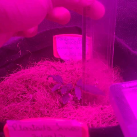 Tutan growlog timeline photo