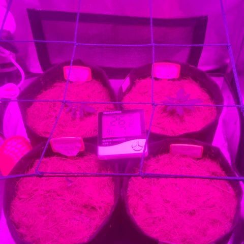 Tutan growlog timeline photo