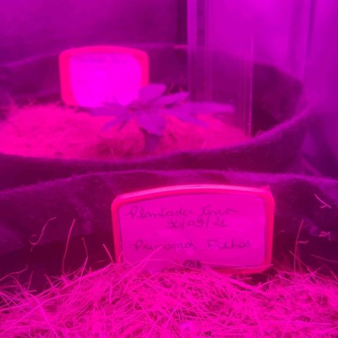 Tutan growlog timeline photo