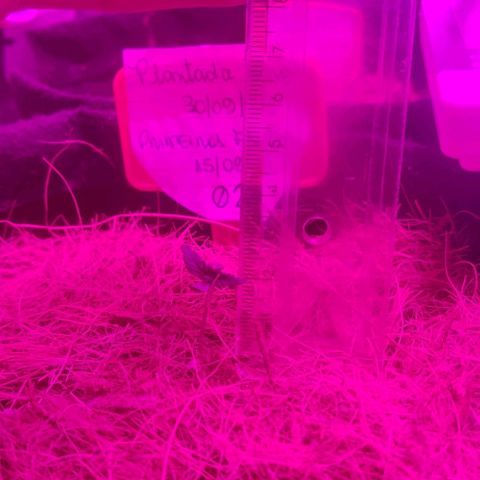 Tutan growlog timeline photo