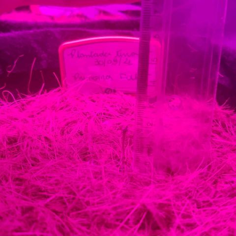 Tutan growlog timeline photo