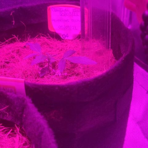 Tutan growlog photo: 03 vasos em andamento vegetativo.
Vaso 02 crescimento lento.