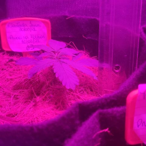 Tutan growlog photo: 03 vasos em andamento vegetativo.
Vaso 02 crescimento lento.