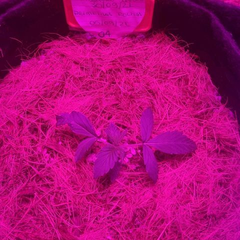 Tutan growlog photo: 03 vasos em andamento vegetativo.
Vaso 02 crescimento lento.