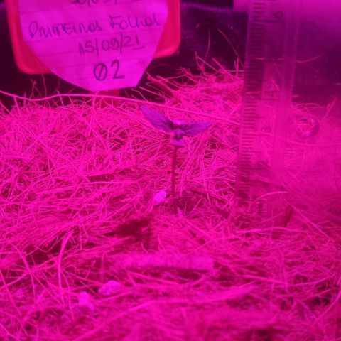 Tutan growlog photo: 03 vasos em andamento vegetativo.
Vaso 02 crescimento lento.