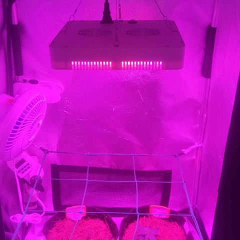 Tutan growlog photo: 03 vasos em andamento vegetativo.
Vaso 02 crescimento lento.