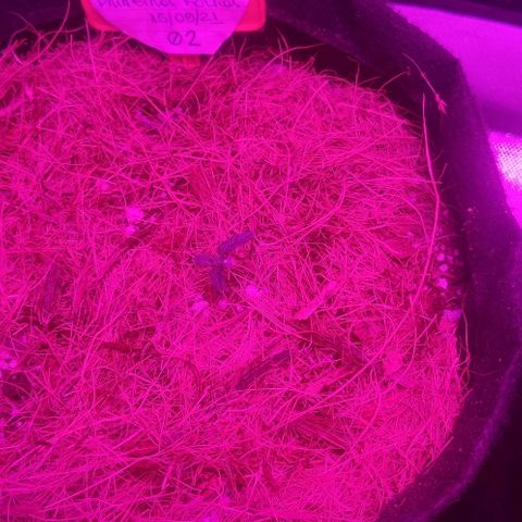Tutan growlog photo: 03 vasos em andamento vegetativo.
Vaso 02 crescimento lento.