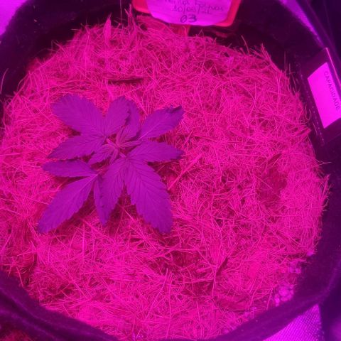 Tutan growlog photo: 03 vasos em andamento vegetativo.
Vaso 02 crescimento lento.