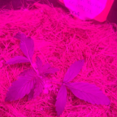 Tutan growlog photo: Aplicação de fertilizantes.
Biobizz - Fish-Mix / Alg A Mic