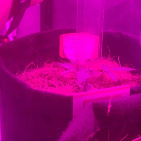 Tutan growlog photo: Aplicação de fertilizantes.
Biobizz - Fish-Mix / Alg A Mic