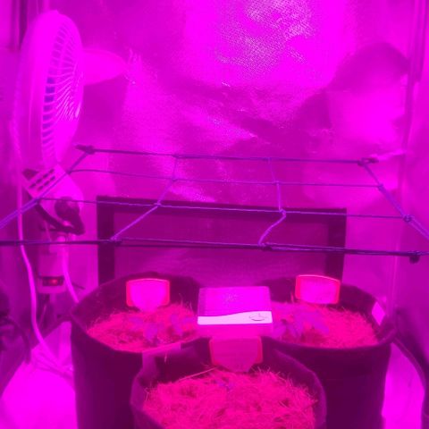 Tutan growlog photo: Aplicação de fertilizantes.
Biobizz - Fish-Mix / Alg A Mic