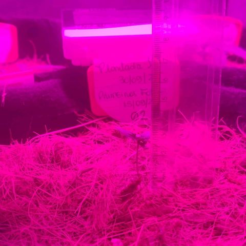 Tutan growlog photo: Aplicação de fertilizantes.
Biobizz - Fish-Mix / Alg A Mic