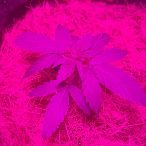 Tutan growlog photo: Aplicação de fertilizantes.
Biobizz - Fish-Mix / Alg A Mic