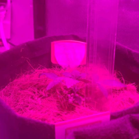 Tutan growlog timeline photo