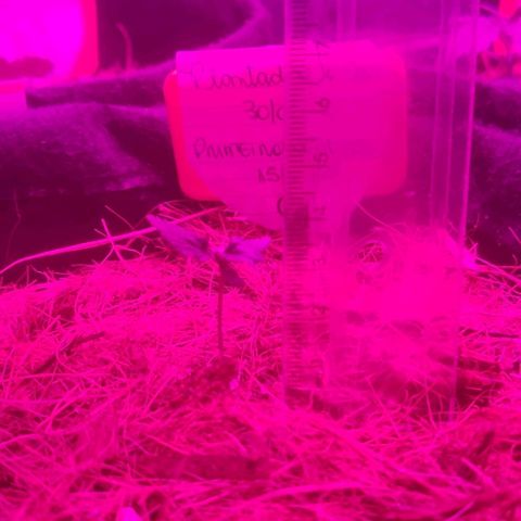 Tutan growlog timeline photo