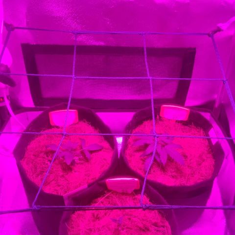 Tutan growlog timeline photo