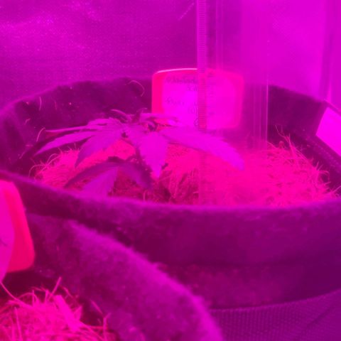 Tutan growlog timeline photo