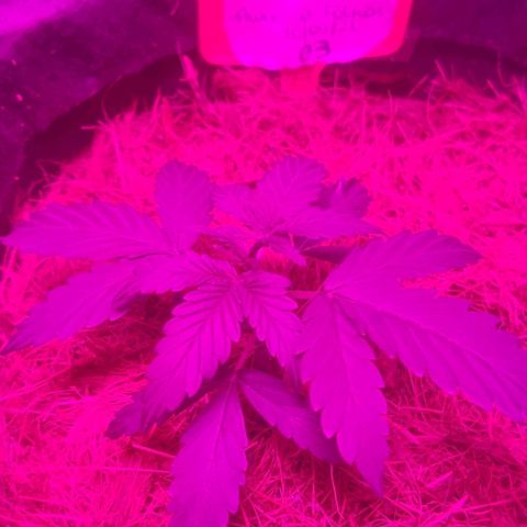 Tutan growlog timeline photo