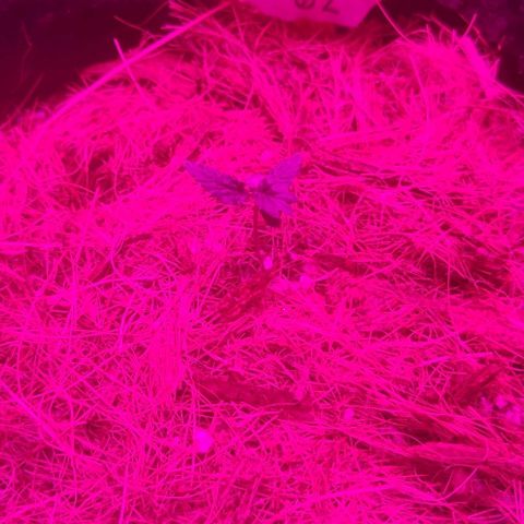 Tutan growlog timeline photo