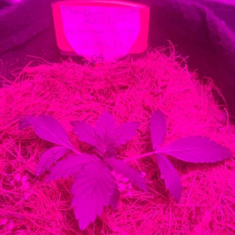 Tutan growlog timeline photo